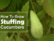 How To Grow Stuffing Cucumbers