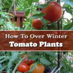 How To Over Winter Your Tomato Plants