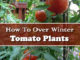 How To Over Winter Your Tomato Plants
