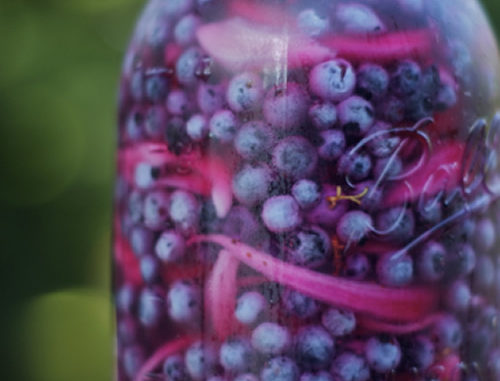 How To Pickle Blueberries