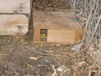 DIY Magical Mouse Box