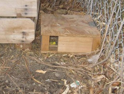 DIY Magical Mouse Box