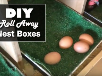 DIY Roll Away Nest Boxes