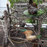 DIY Stick Chicken Jungle Gym