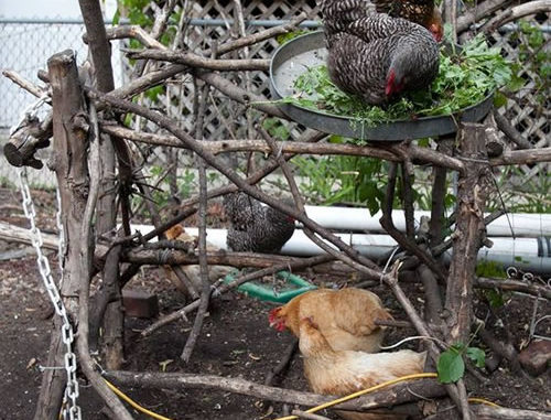 DIY Stick Chicken Jungle Gym