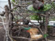 DIY Stick Chicken Jungle Gym