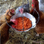 DIY Swinging Treat Holder for Chickens