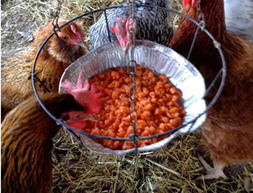 DIY Swinging Treat Holder for Chickens
