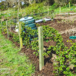 How To Build A Blackberry Trellis