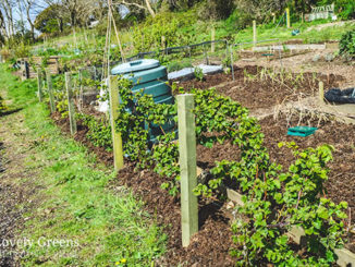 How To Build A Blackberry Trellis