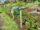 How To Build A Blackberry Trellis