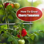 How To Grow Cherry Tomatoes