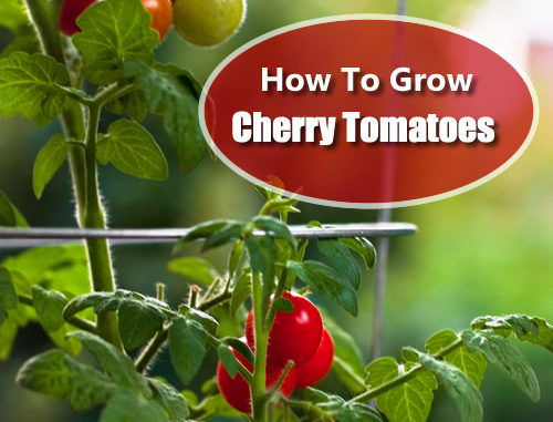 How To Grow Cherry Tomatoes