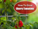 How To Grow Cherry Tomatoes