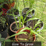 How To Grow Corn In Pots