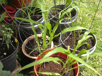 How To Grow Corn In Pots