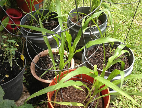 How To Grow Corn In Pots