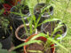 How To Grow Corn In Pots