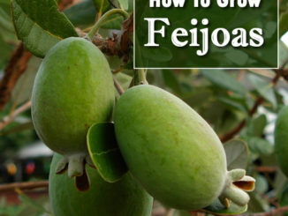 How To Grow Feijoas