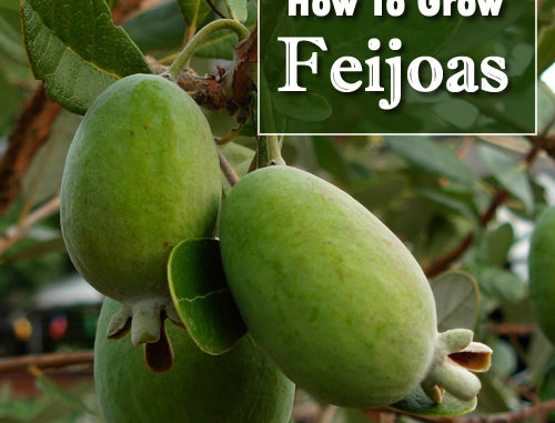 How To Grow Feijoas