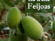 How To Grow Feijoas
