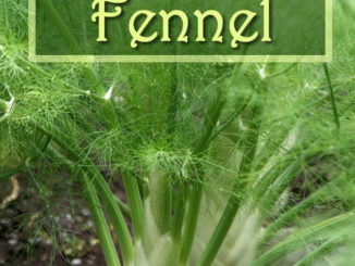 How To Grow Fennel