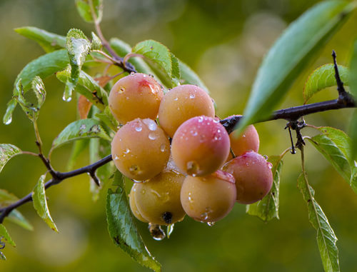How To Grow Yellow Plums