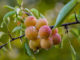 How To Grow Yellow Plums