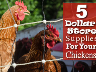5 Dollar Store Supplies For Your Chickens