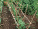 DIY Angled Tomato Rails