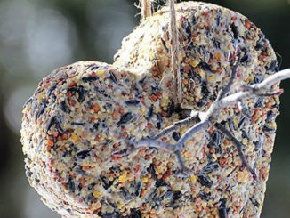 DIY Birdseed Cakes