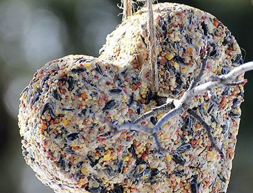 DIY Birdseed Cakes