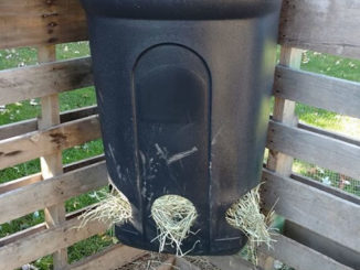 DIY Garbage Can Goat Feeder