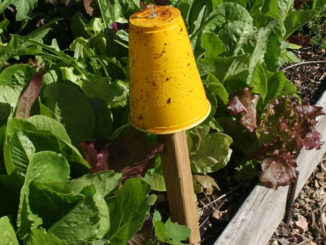 DIY Garden Sticky Traps