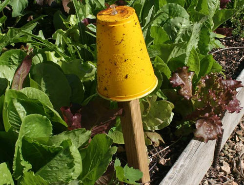 DIY Garden Sticky Traps