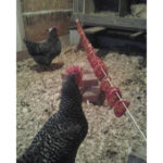 Homemade Dried Tomato Chicken Treats