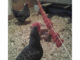 Homemade Dried Tomato Chicken Treats
