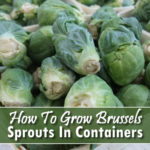 How To Grow Brussels Sprouts In Pots
