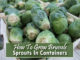 How To Grow Brussels Sprouts In Pots