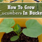 How To Grow Cucumbers In Buckets