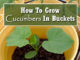 How To Grow Cucumbers In Buckets