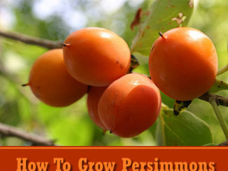 How To Grow Persimmons