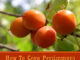 How To Grow Persimmons