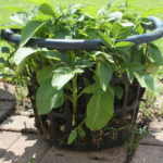How To Grow Potatoes In Laundry Baskets