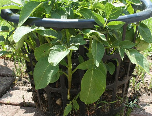 How To Grow Potatoes In Laundry Baskets