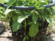 How To Grow Potatoes In Laundry Baskets