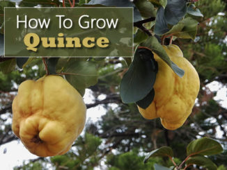 How To Grow Quince