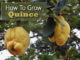 How To Grow Quince