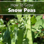 How To Grow Snow Peas