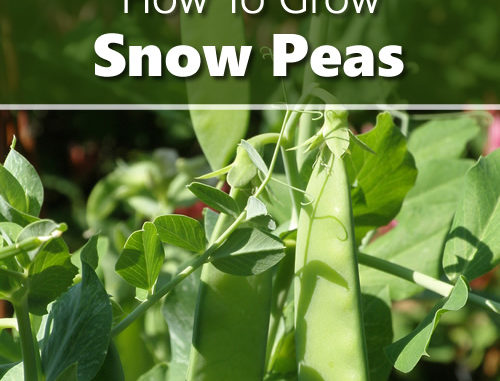 How To Grow Snow Peas